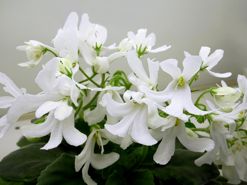 Lunar Lily White, Тотиева.jpg