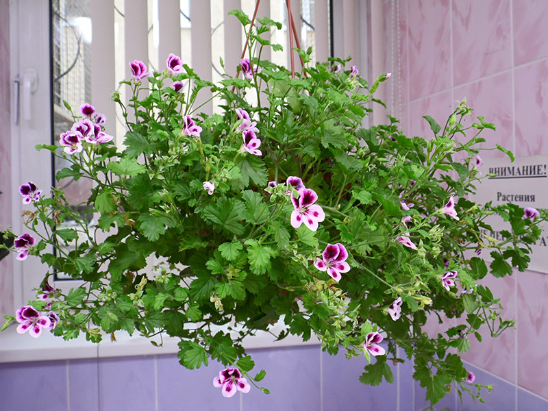 SAM_4820 Пеларгония, Патрушева.jpg