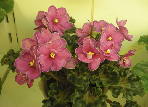 Ma's Melody Girl (Robinson)