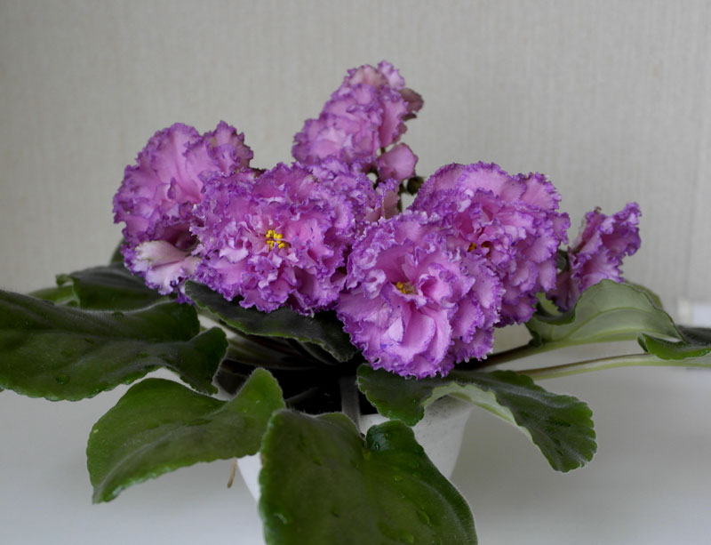 ПТ-Джулия.jpg