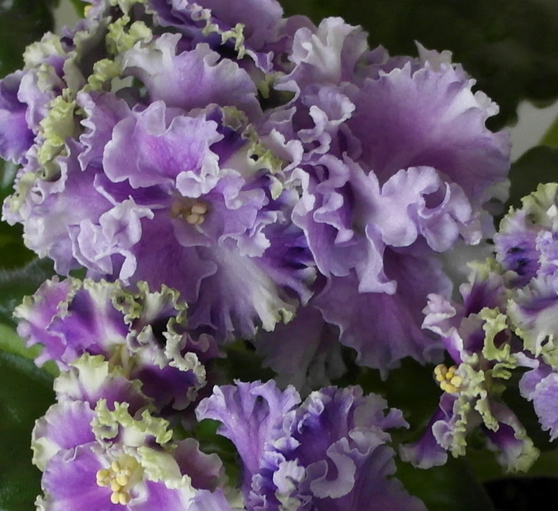 Cajun’s-Queen’s-Lace2.jpg