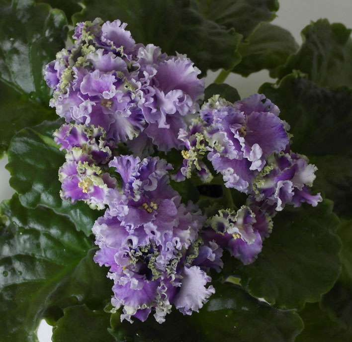 Cajun’s-Queen’s-Lace.jpg