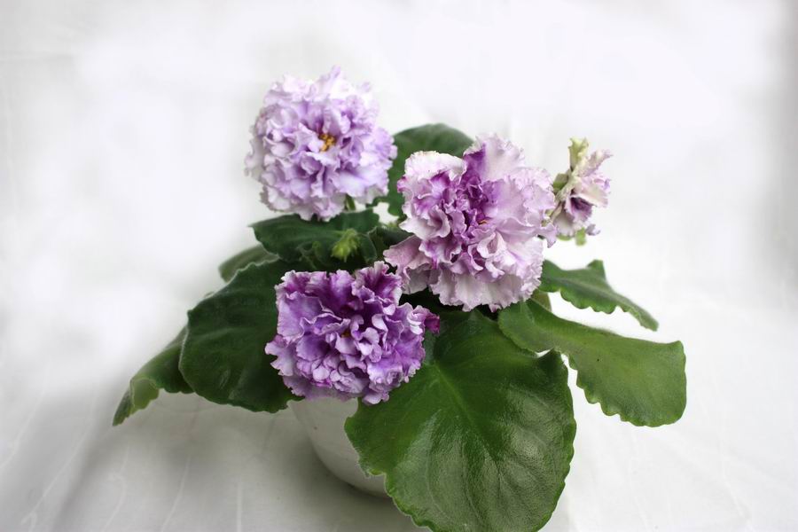 ЛЕ-Пломбир с Черникой.jpg