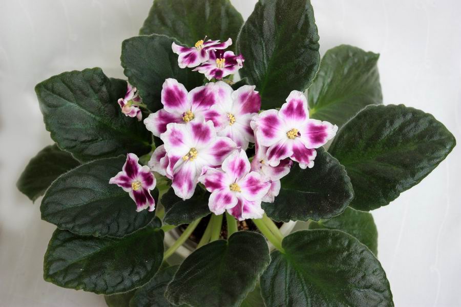АЕ-Фаэтон Сын Солнца.jpg