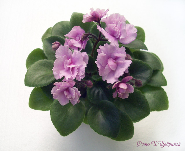 Rosy Pink.jpg
