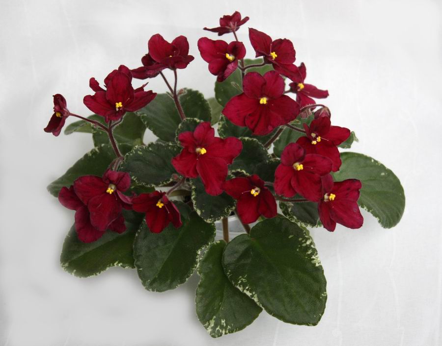 Mac`s Scarlett O`Hara.jpg