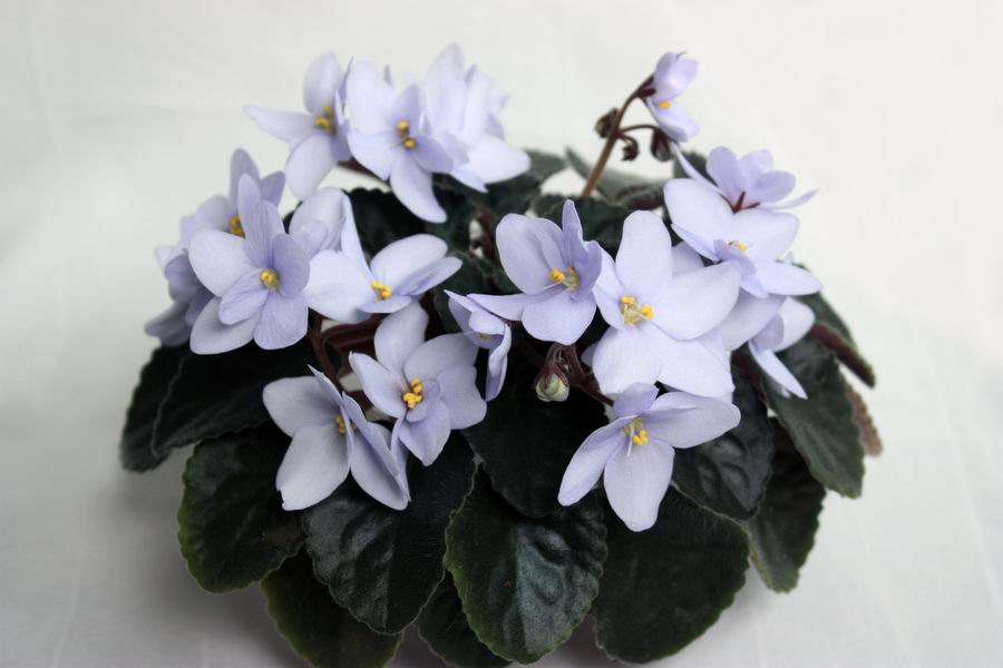 Allegro Chigory Charm.jpg