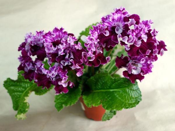 DS-Лена.jpg