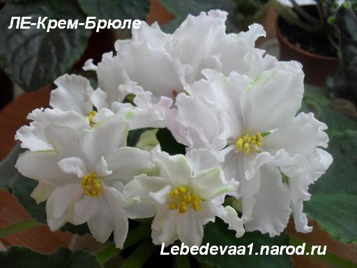 ЛЕ-Крем-брюле 20-20 текст.JPG