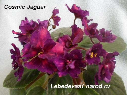 Cosmic Jaguar (3) 20-20 текст.JPG