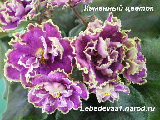 Каменный цветок (2) 20-20 текст.JPG