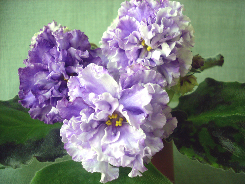 ЛЕ-Пломбир с Черникой.jpg