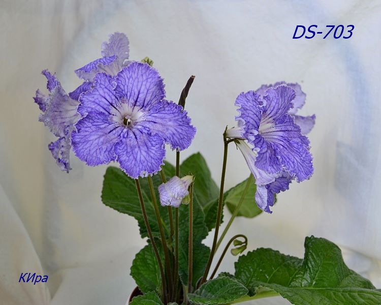 DS-703.JPG