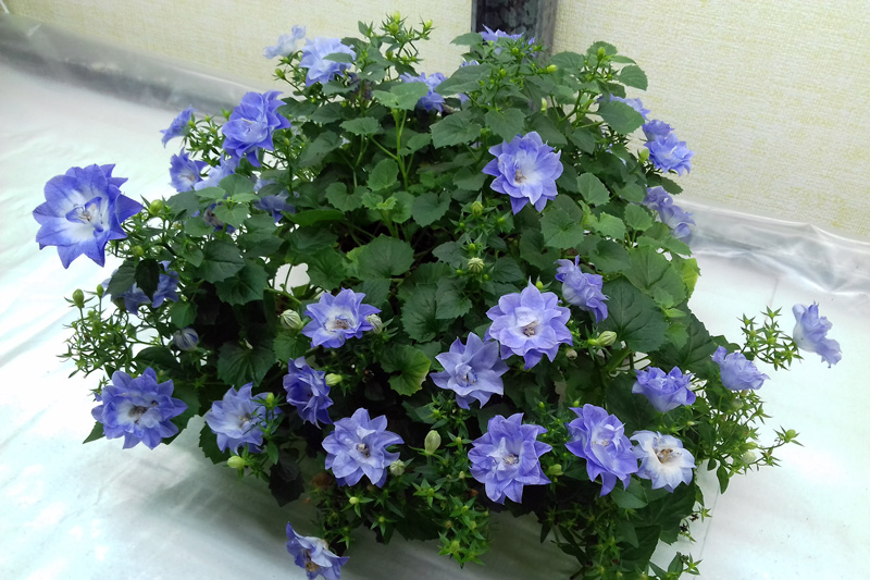 Кампанула.jpg