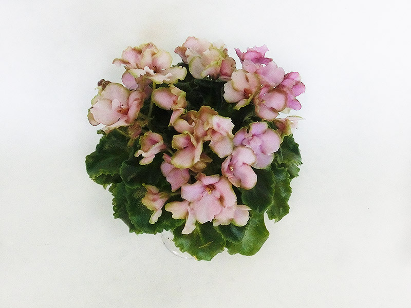 Celtic Rose (LLG).jpg