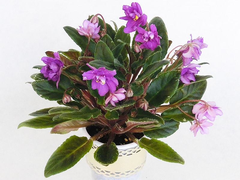 Senk’s Azalea Trail (R. Follet - D. Senk).jpg