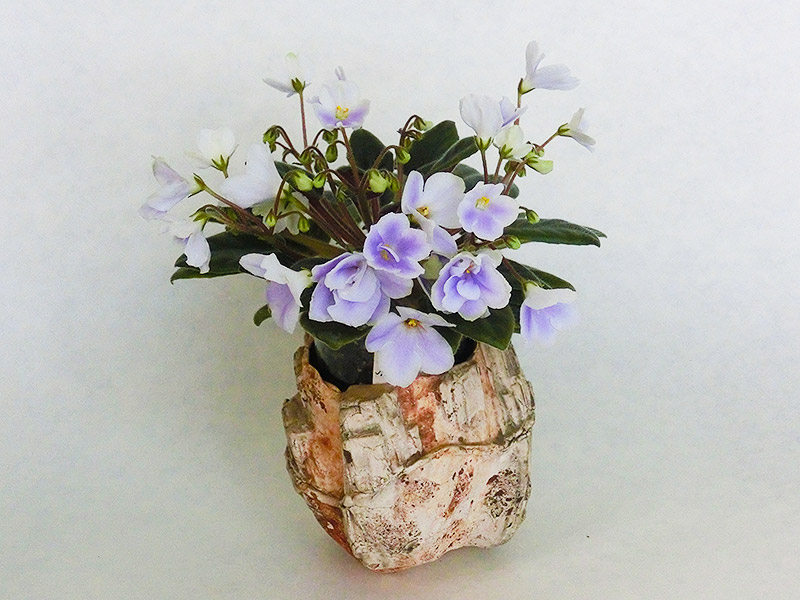 ЛЕ - Лель (Е. Лебецкая).jpg