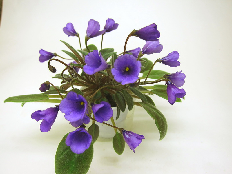 Vallarta Campanas Moradas.JPG