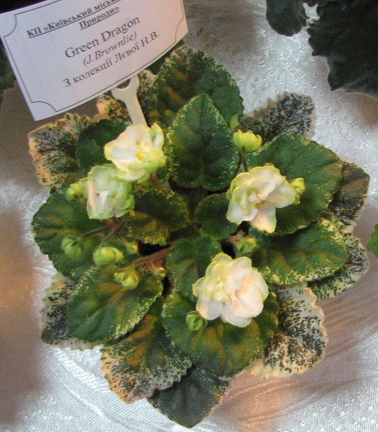 55.jpg
