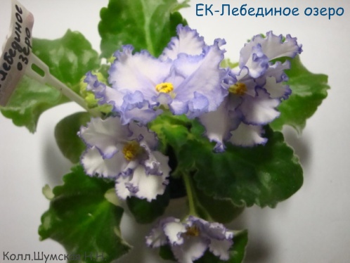 ЕК-Лебединое озеро.jpg