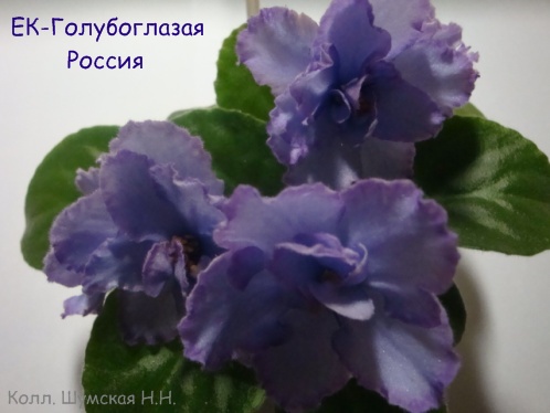 ЕК-Голуб Россия.jpg