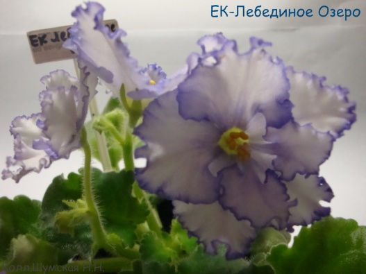 ЕК-Леб.jpg