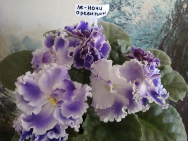 ЛЕ-Ночи Аргентины.jpg