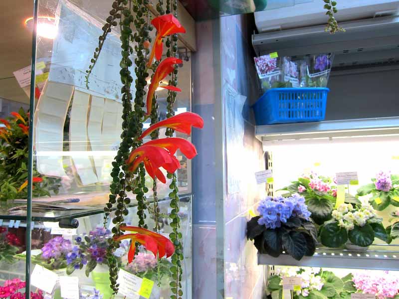 колумнея Microphylla.JPG