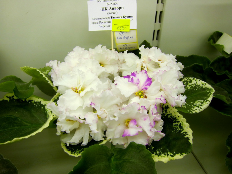 Кузина НК-Айвори.JPG