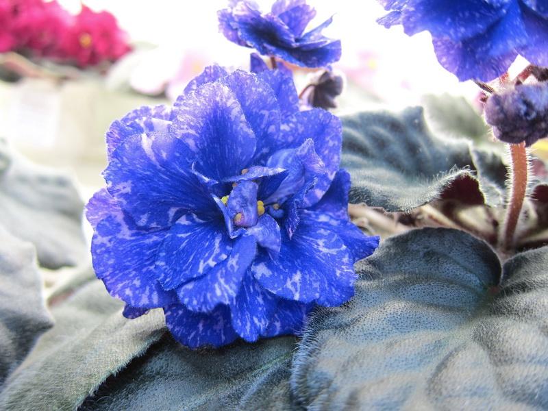 Кузина РС-Британия.JPG