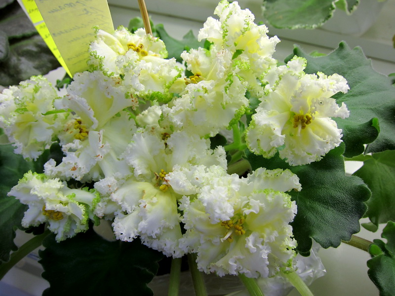 Плессер ЛЕ-БриллиантТиффани.JPG