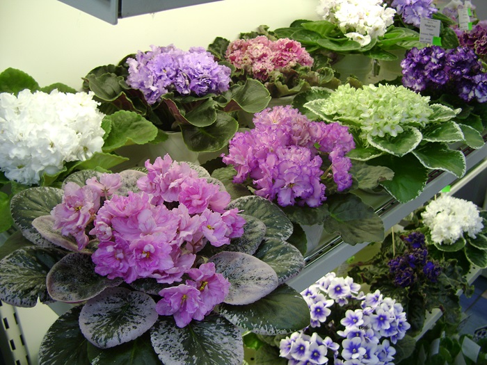 DSC05114.JPG