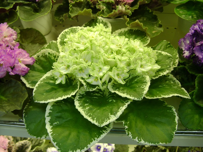 DSC05115.JPG