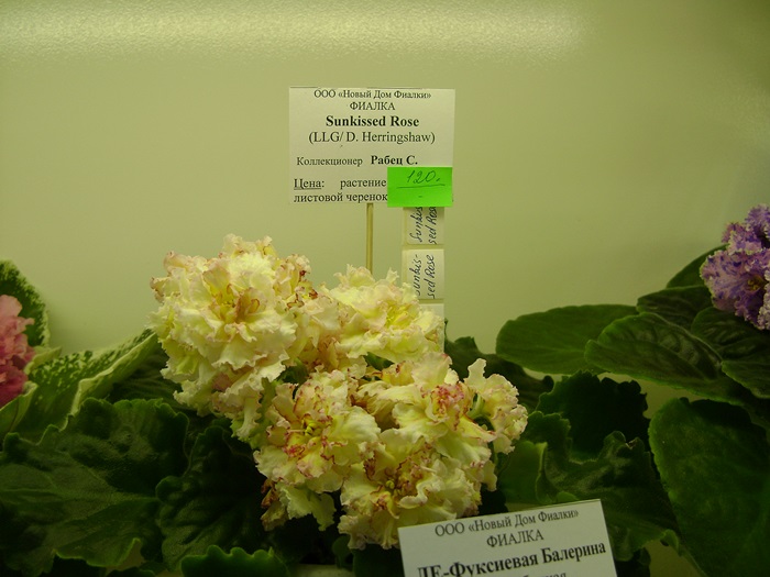 DSC05127.JPG