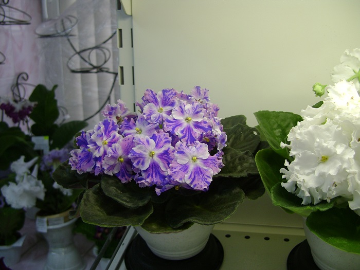 DSC05126.JPG