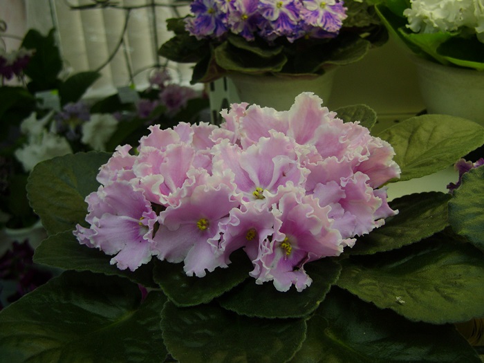 DSC05125.JPG