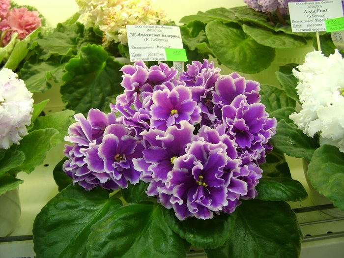 DSC05124.JPG