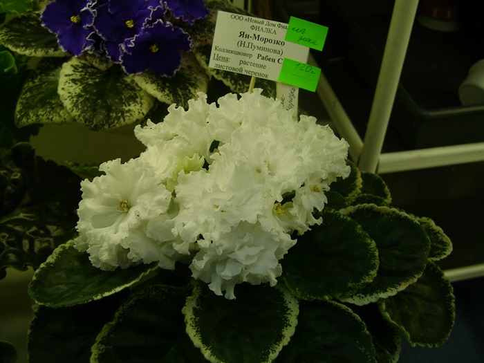 DSC05121.JPG