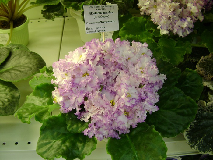 DSC05131.JPG