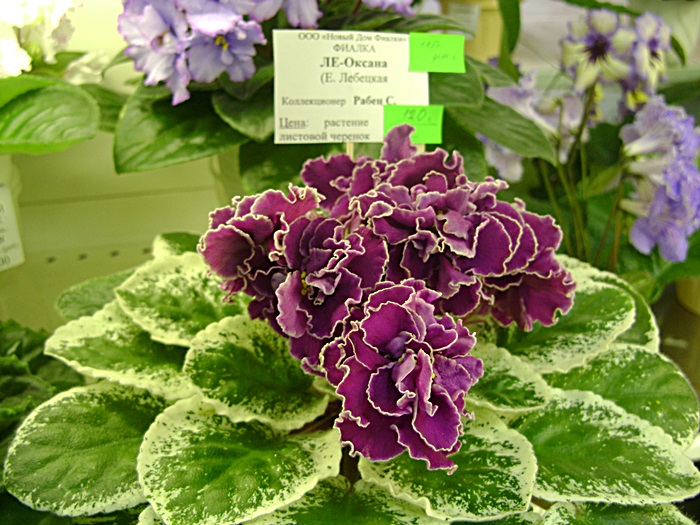 DSC05128.JPG