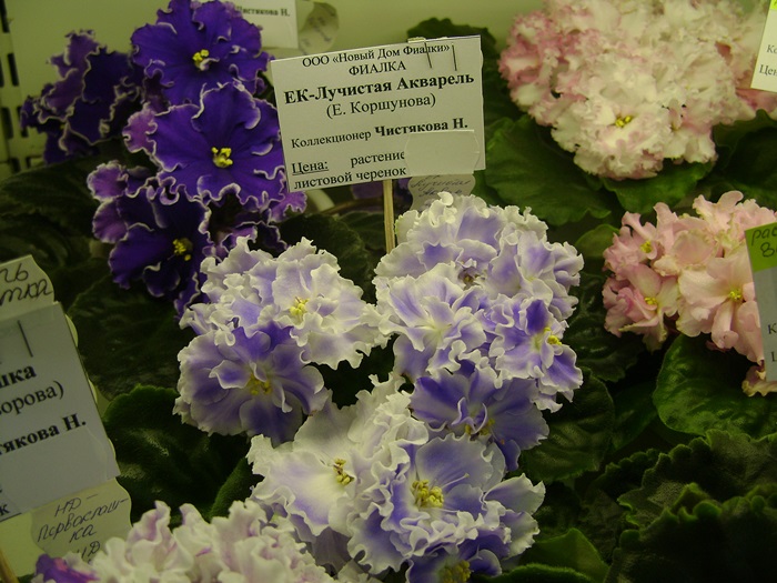 DSC05133.JPG