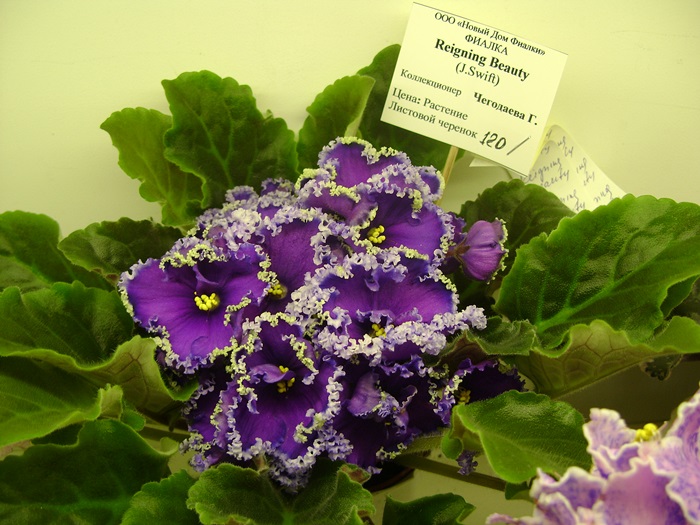 DSC05144.JPG