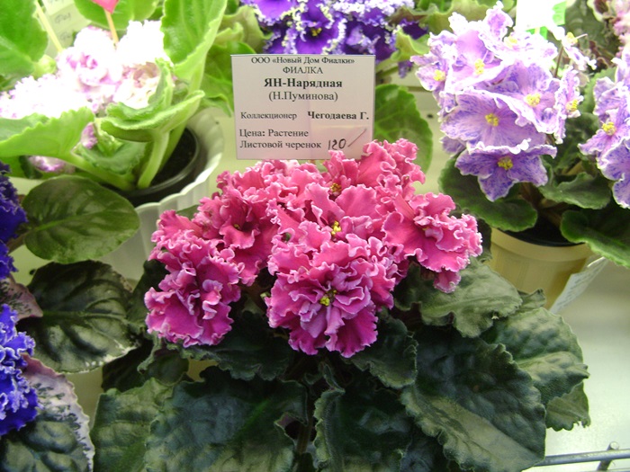 DSC05143.JPG