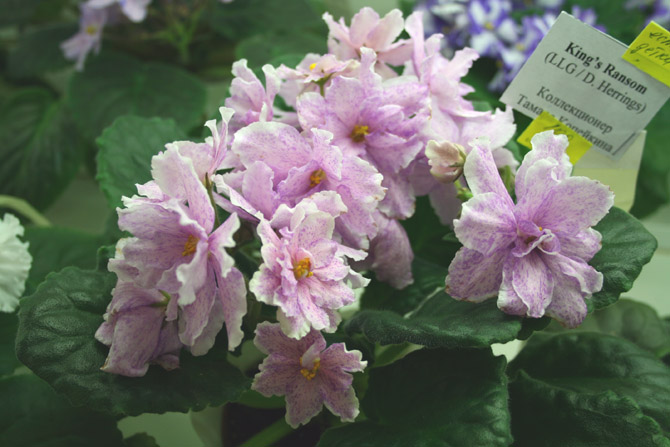 King's Ransom