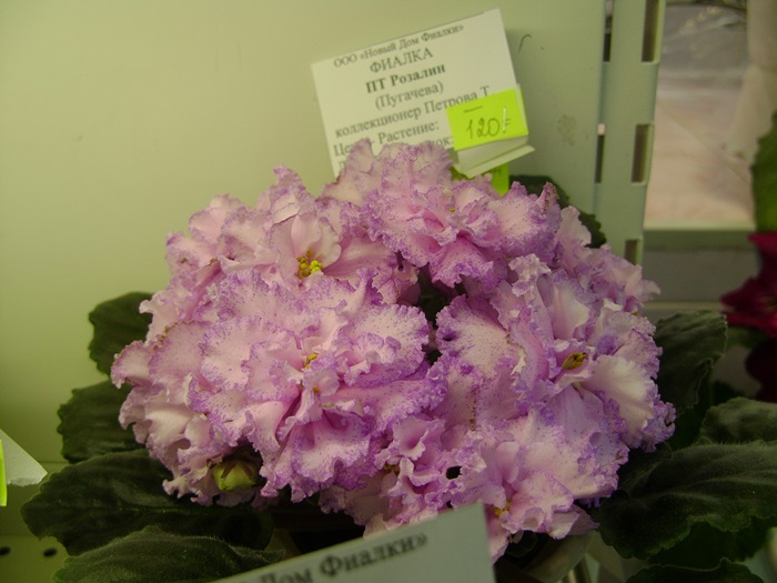 DSC05139.JPG