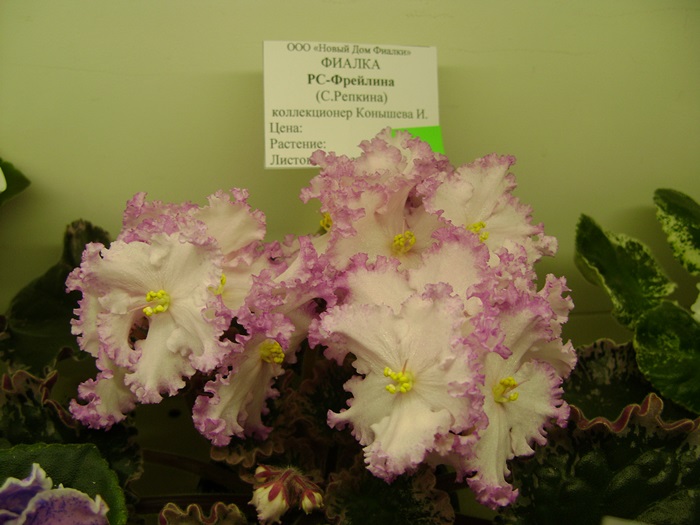 DSC05145.JPG