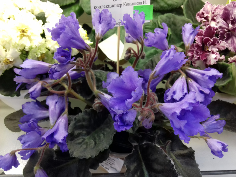 Senk’s-Big-Bells-Конышева.jpg
