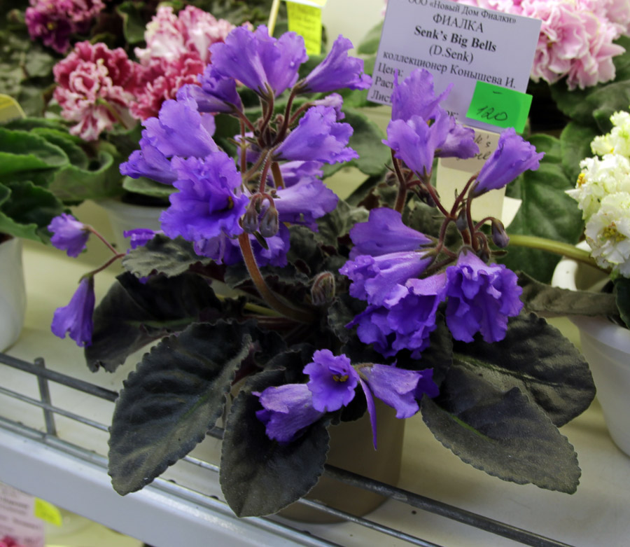 Senk's Big Bells