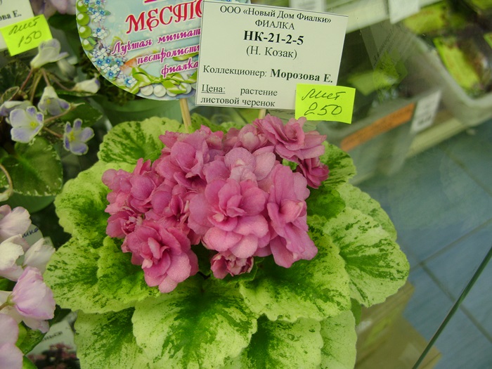 DSC05329.JPG