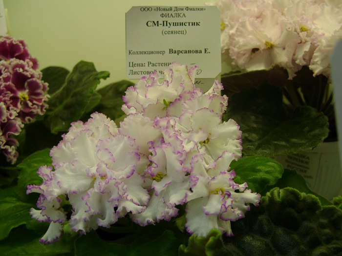 DSC05165.JPG